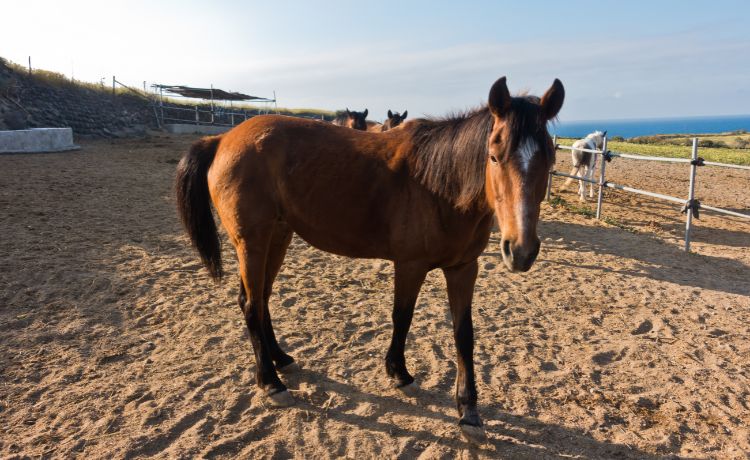 Horse Riding Farm in Santorini Greece